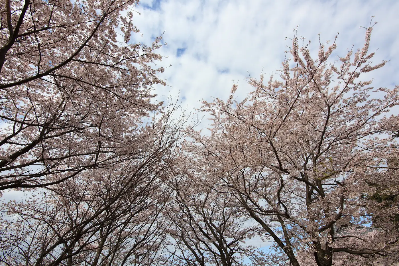 桜川市さくらマラソン大会結果速報・日程・コース