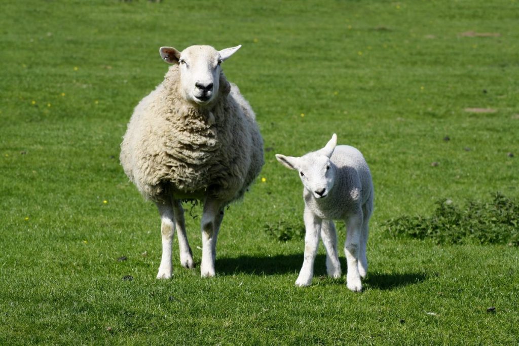 kotsuban-ewe-and-lamb135982